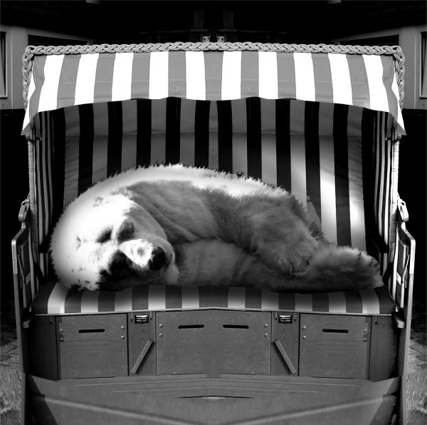 Sleeping Polar